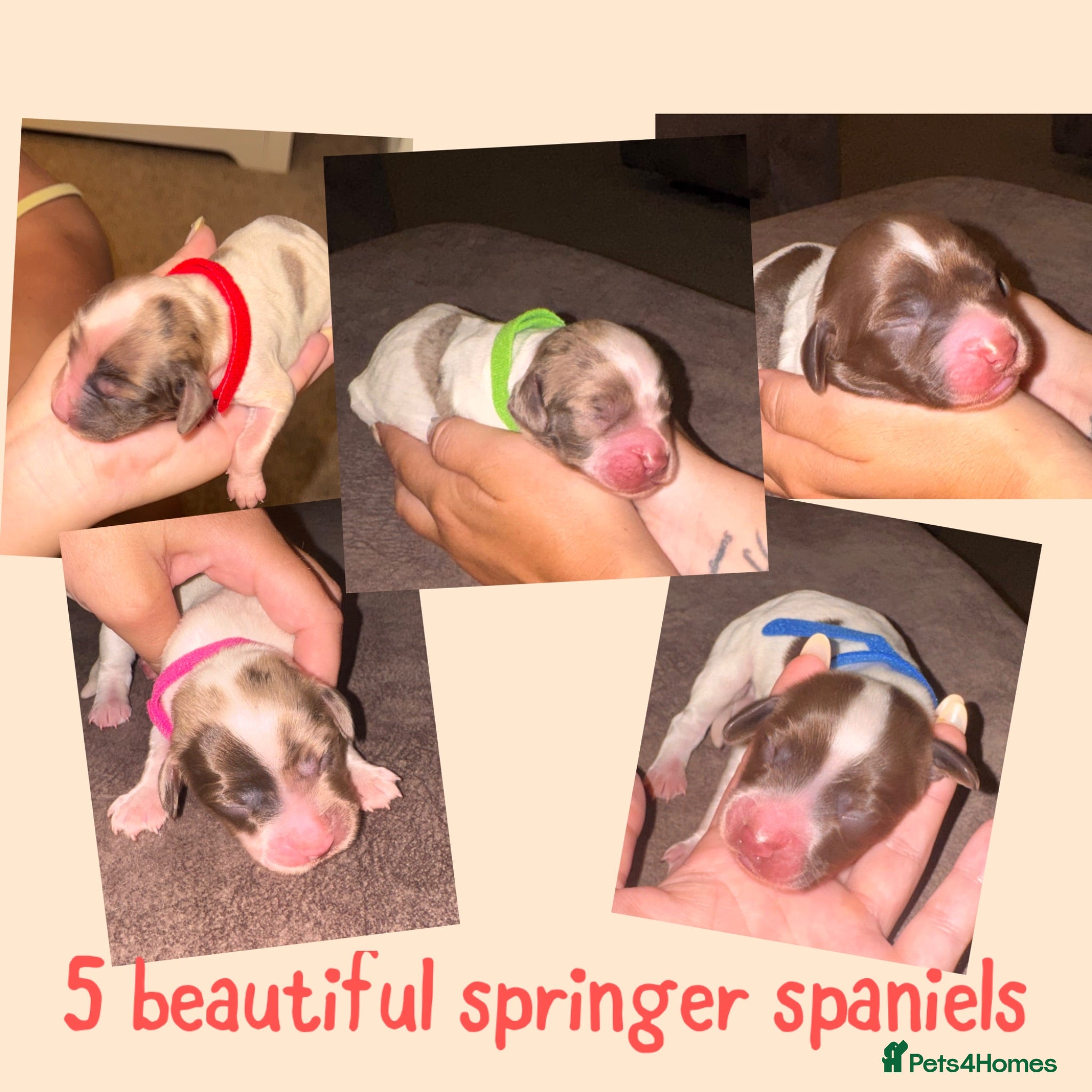 English Springer Spaniel dogs 5 springer spaniel pups  - Advert 14