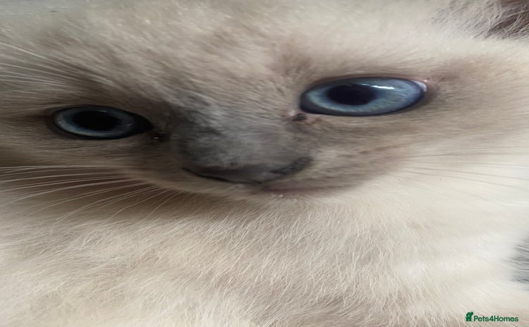 Ragdoll cats - Advert 1