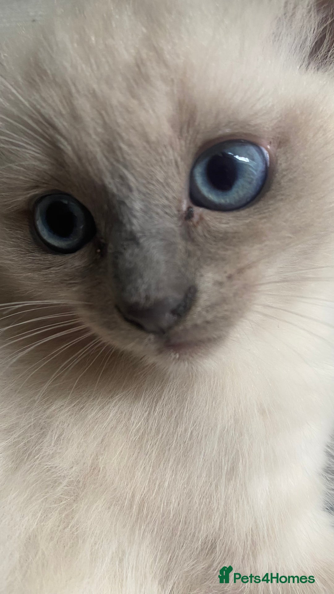 Ragdoll cats for sale: Half rag doll for sell  - Image 1