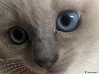 Ragdoll cats - Advert 4