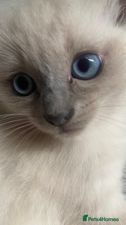 Ragdoll cats - Advert 1