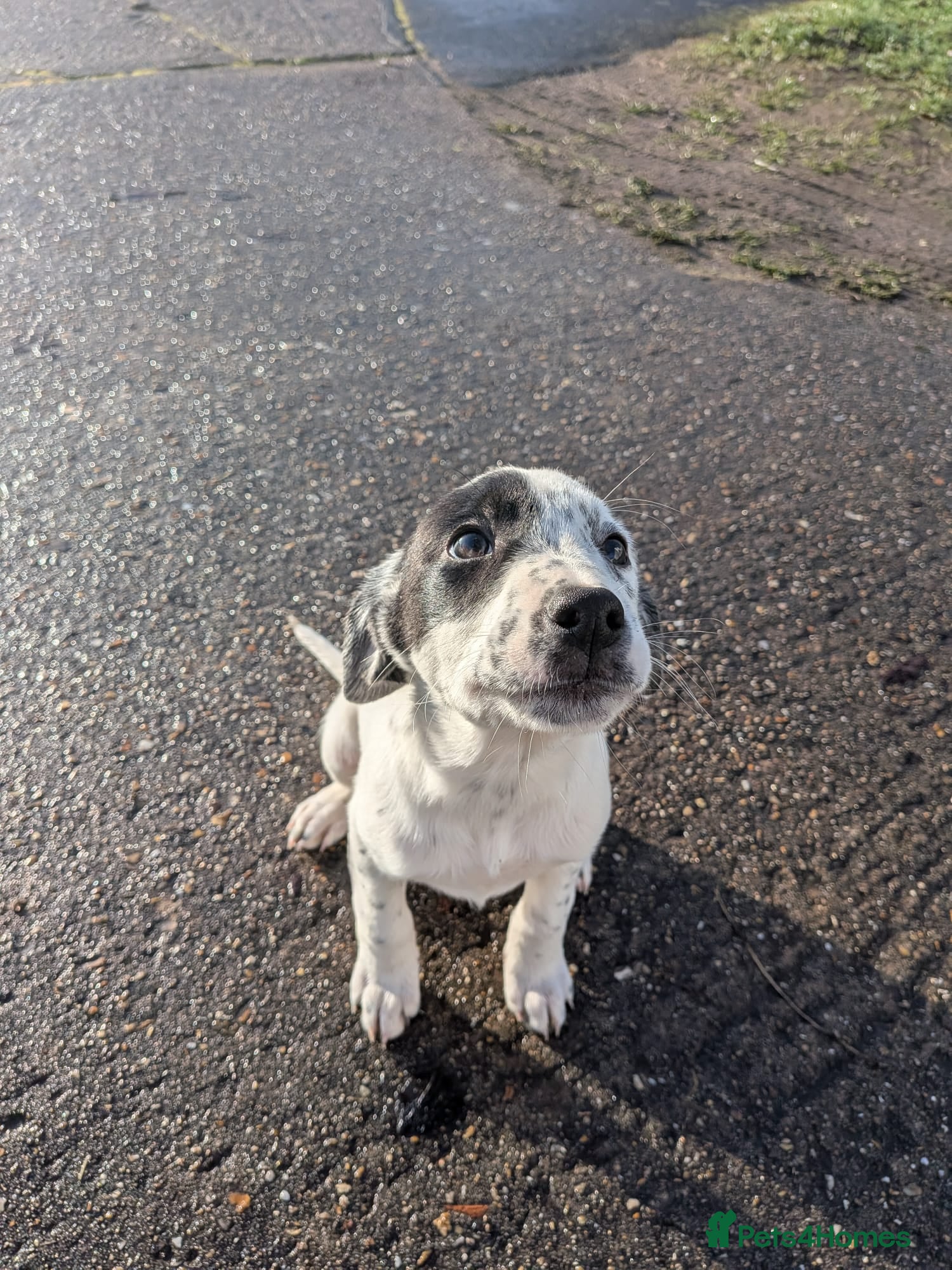 Mixed Breed dogs Beautiful Collie x Dalmatian Puppies - Advert 8