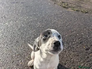 Mixed Breed dogs Beautiful Collie x Dalmatian Puppies - Advert 8