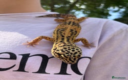 Leopard Gecko reptiles for sale: Leo the Leopard Gecko. Black Night/Mack Snow - Image 12