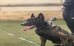 Belgian Shepherd Dog dogs for sale: Security Trained Herder For Sale - Image 2