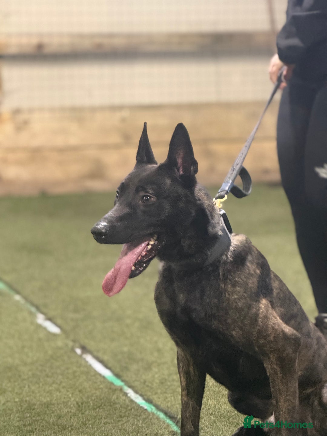 Belgian Shepherd Dog dogs for sale: Security Trained Herder For Sale - Image 2