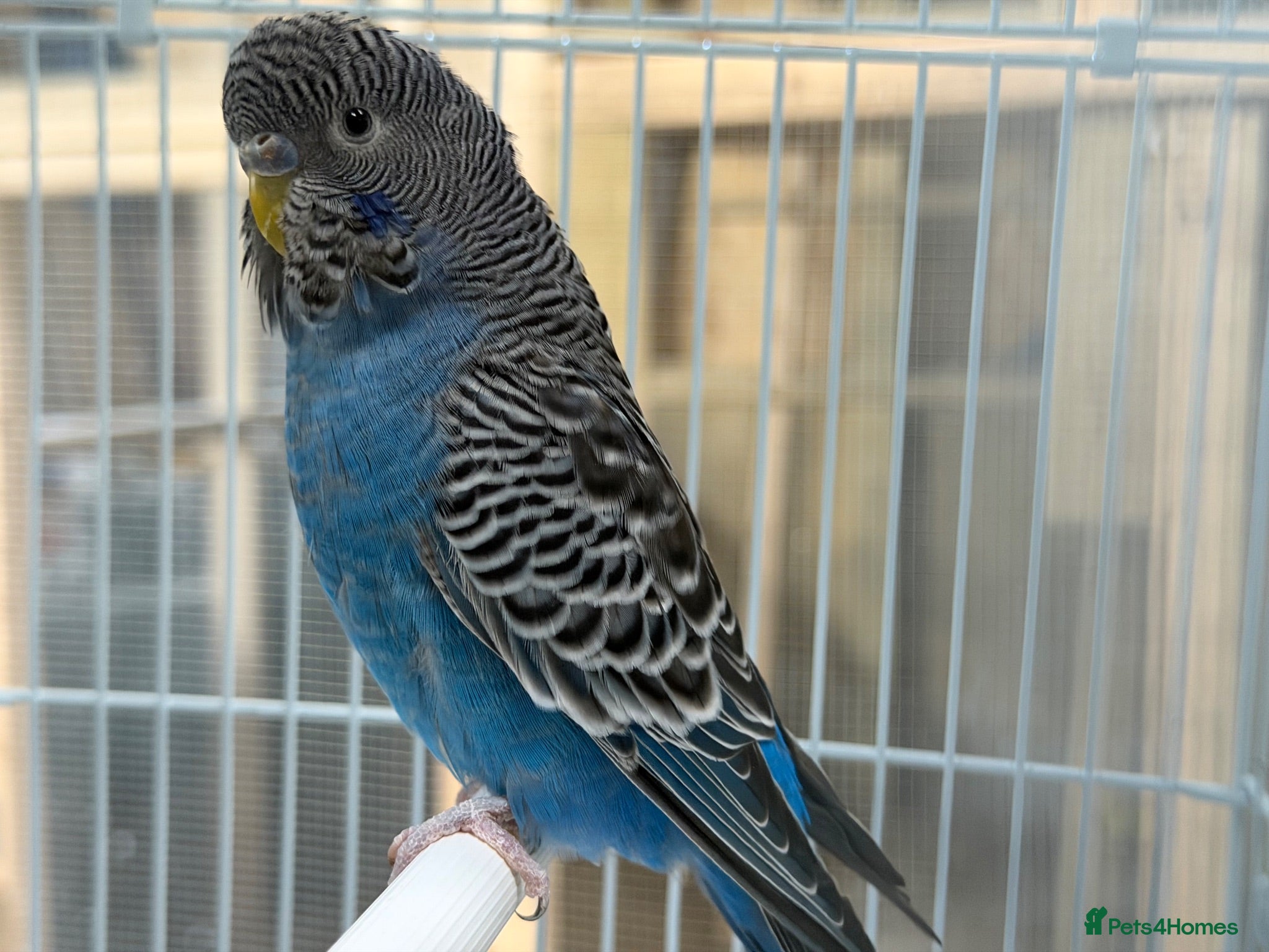 Budgerigars birds Bfbw, Bwbf, Rainbow hagoromo and other mutations  - Advert 12