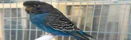 Budgerigars birds for sale: Bfbw, Bwbf, Rainbow hagoromo and other mutations  - Advert 3
