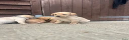 Labrador Retriever dogs for sale: Beautiful Black/yellow/Red Labrador Puppies - Advert 18