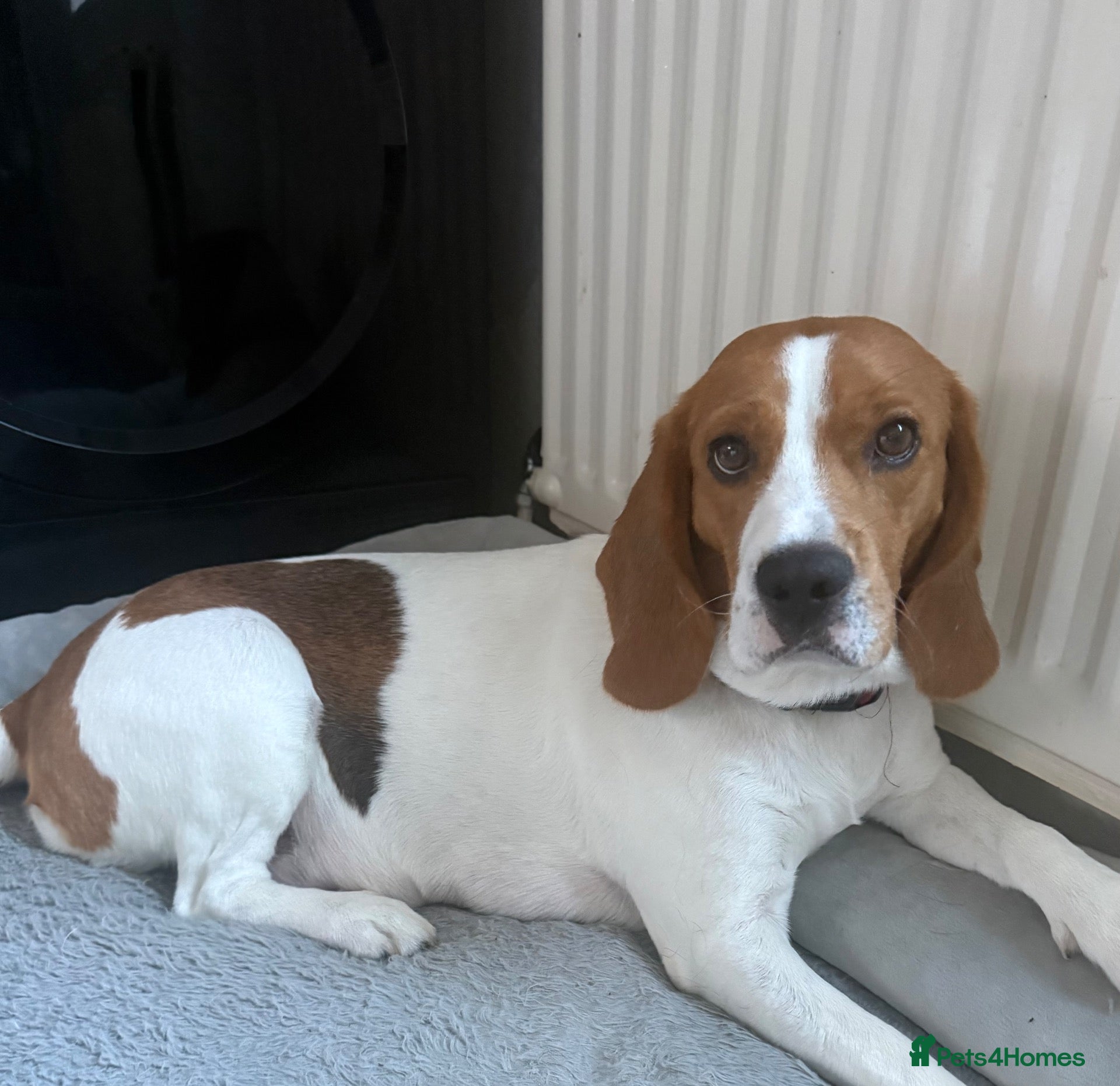 Beagle dogs Beagle puppies 🐶🐾 - Advert 3
