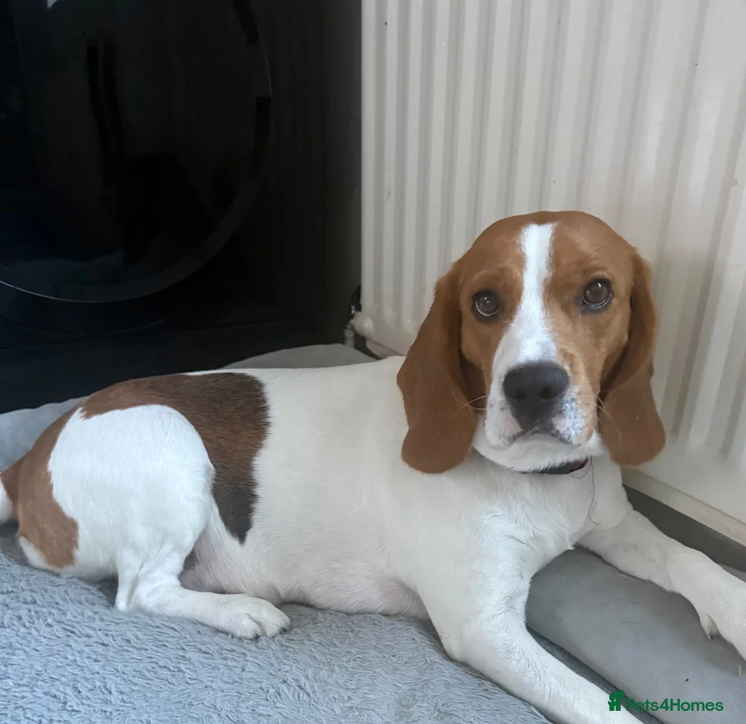 Beagle dogs for sale: Beagle puppies 🐶🐾 - Advert 1
