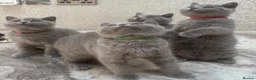 British Shorthair cats for sale: Fully Vaccinated Adorable Gorgeous BSH kittens - Advert 5