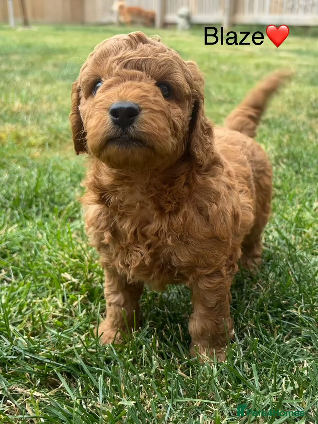 Toy Poodle dogs for stud: *Proven* KC registered Toy Poodle - petite boy in Bolton - Advert 31