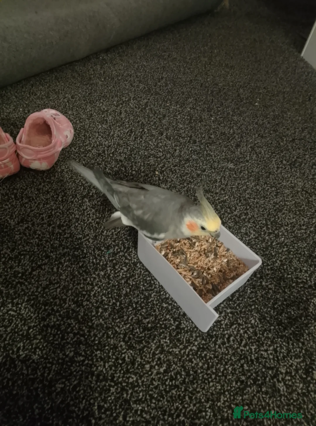 Cockatiels birds for sale: Male Cockatiel, cage and accessories  in Rochdale - Advert 2