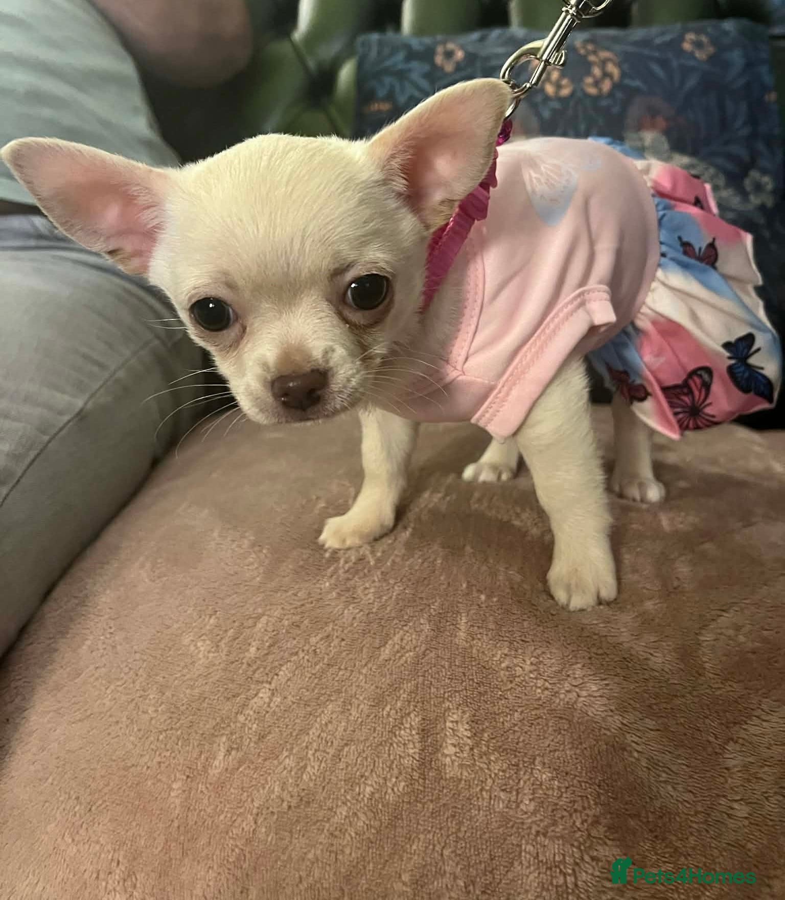 Chihuahua dogs Rare white  Chihuahua- girls  - Advert 2