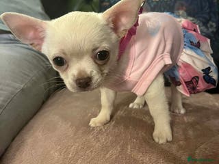 Chihuahua dogs Rare white Chihuahua- girls - Advert 2