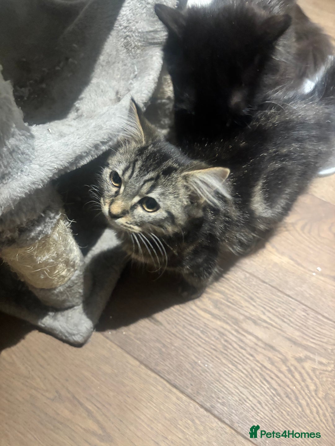 British Shorthair cats for sale: Charming British Shorthair-Siberian Mix kitten - Image 2