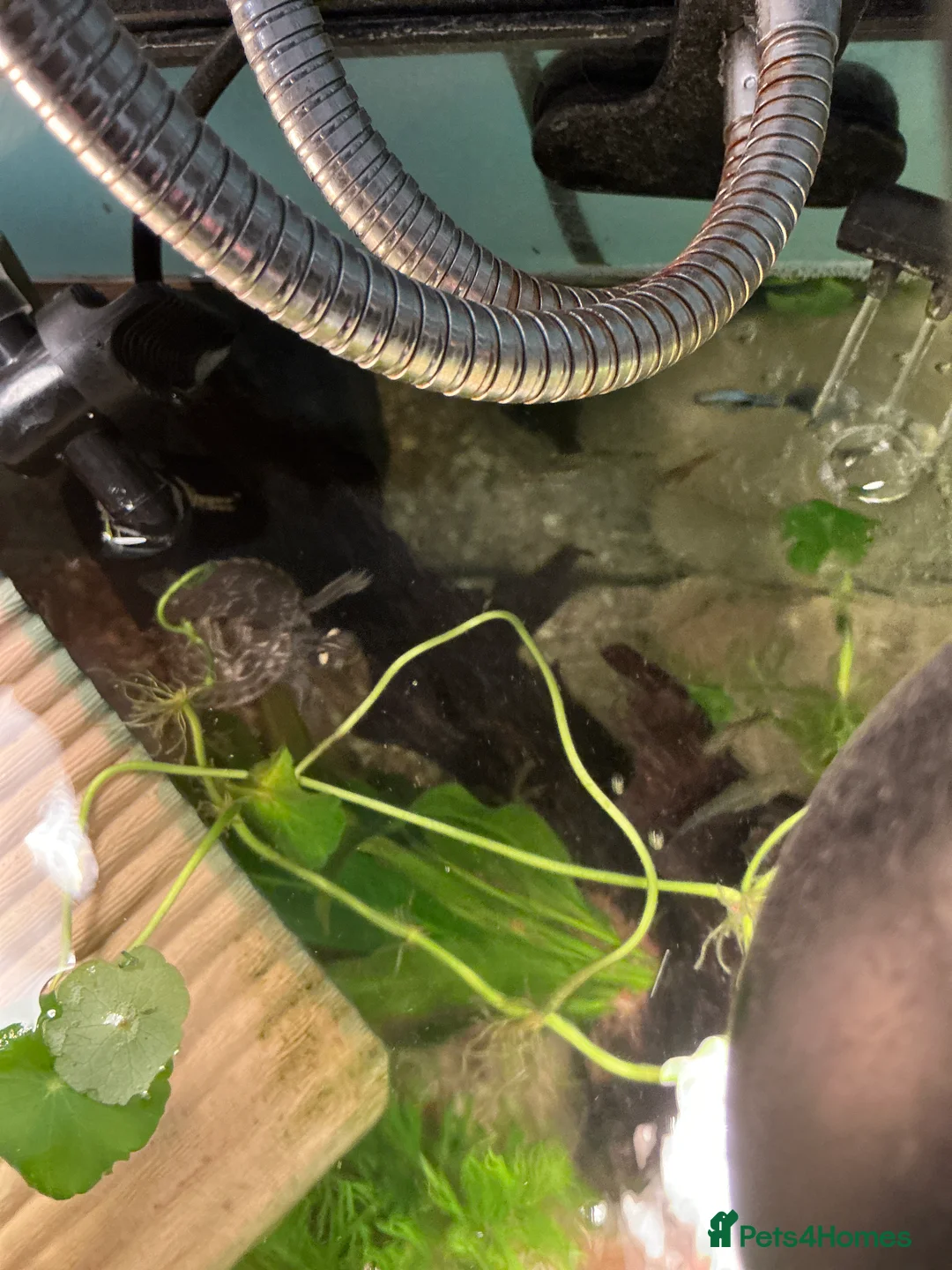 Turtle reptiles for sale: 2 young mississippi map turtles - Advert 3