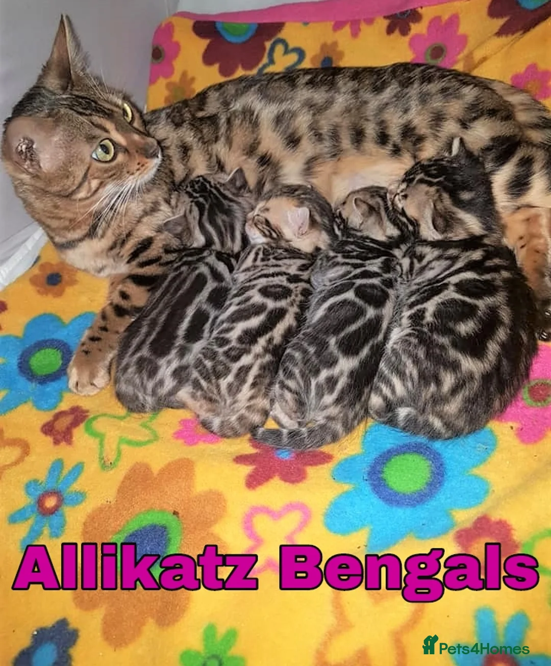Bengal cats for stud: Quality T.I.C.A reg Bengal for stud SCOTLAND - Advert 20
