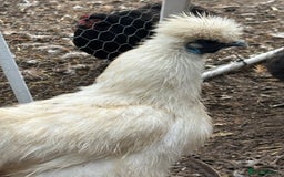 Chickens poultry for sale: Silkie hens available - Image 1