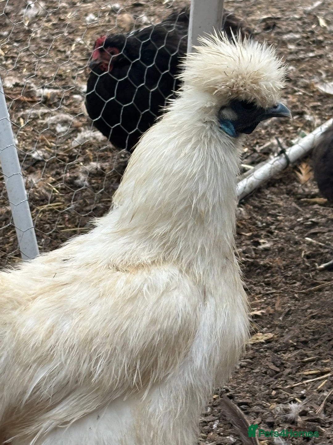 Chickens poultry for sale: Silkie hens available - Image 1