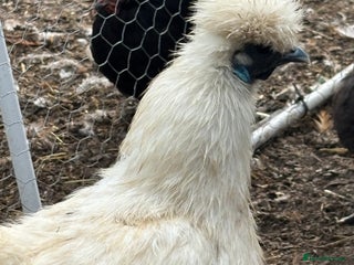 Chickens poultry - Advert 28