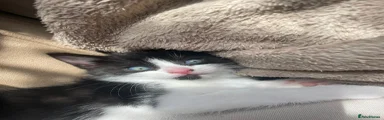 Mixed Breed Kitten 6