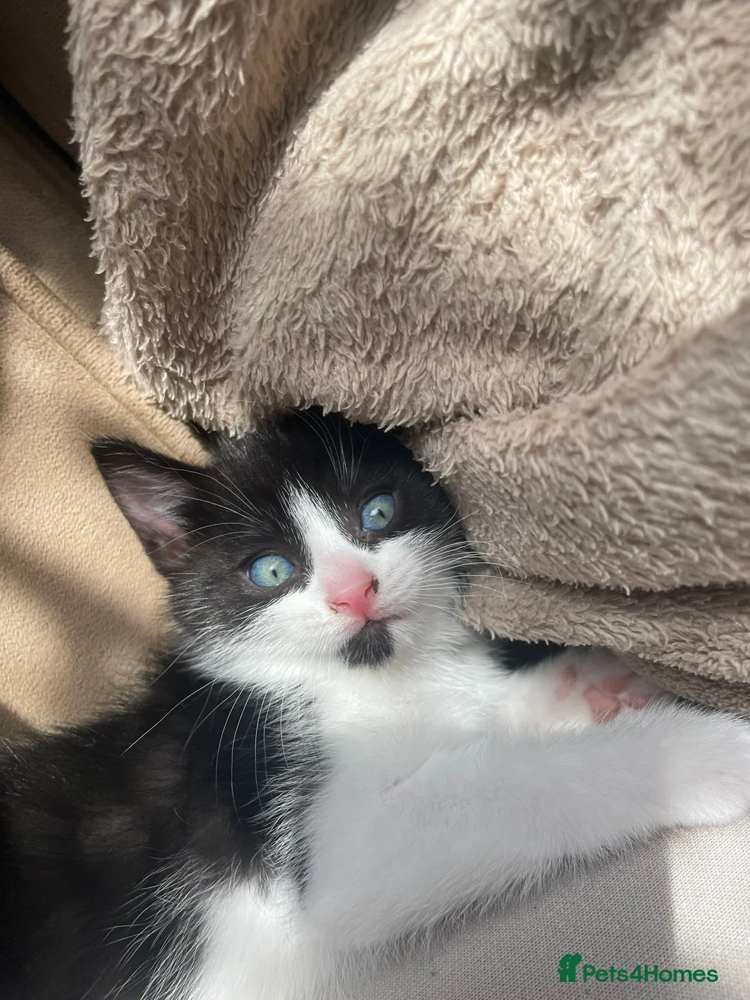 Mixed Breed cats for sale: Kittens ready for new homes  - Advert 9