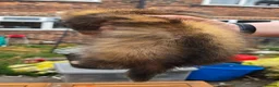 Ferret rodents for sale: Semi Angora Ferrets in Stoke-on-Trent - Advert 6