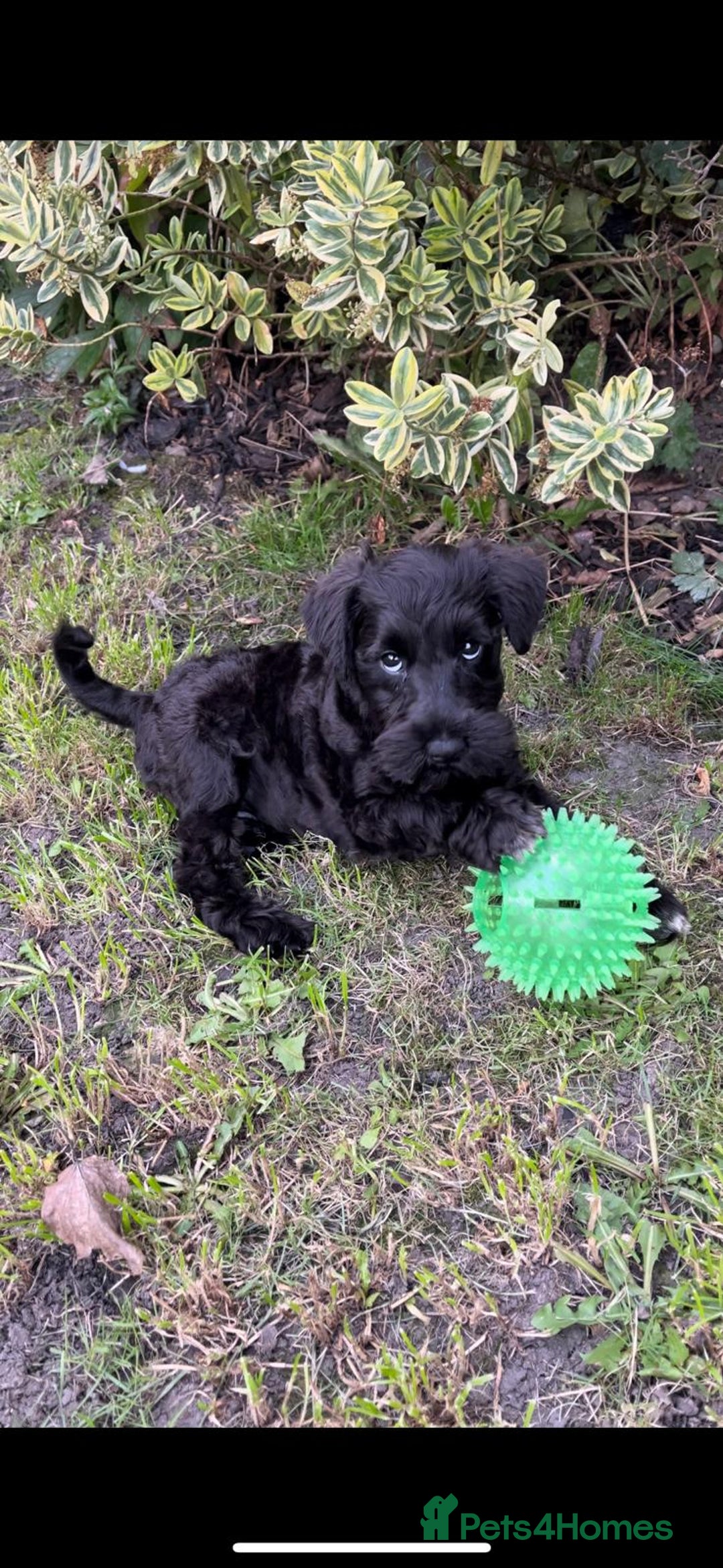 Miniature Schnauzer dogs for stud: Black Miniature schnauzer looking for girlfirend - Advert 12