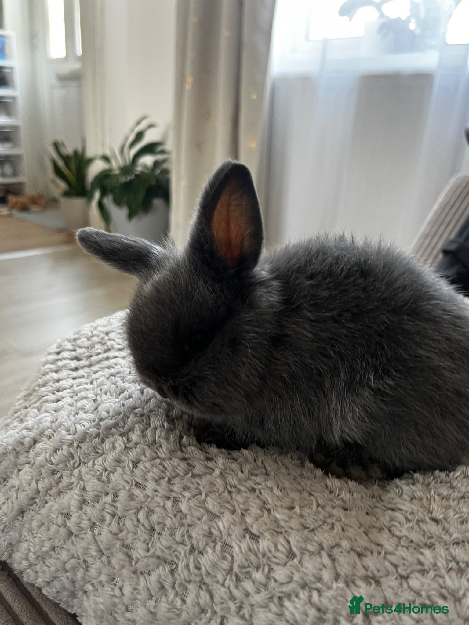 Dwarf Lop rabbits for sale: Dwarf x lop bunnies  in Stoke-on-Trent - Advert 5
