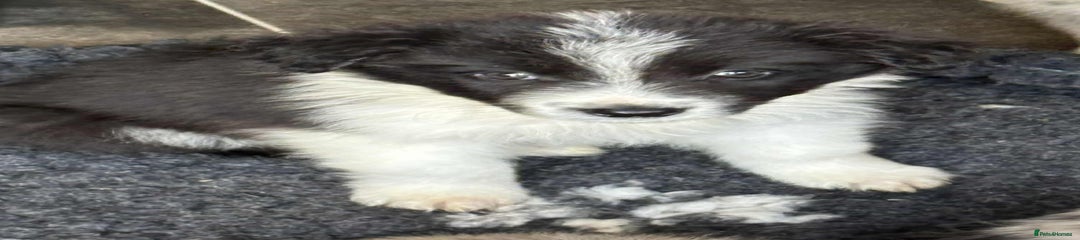 Black & White Boy - Orange Collar