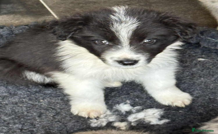 Border Collie dogs - Advert 4