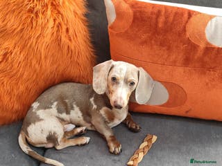 Miniature Dachshund dogs Mini daushaund smooth haired - Advert 16