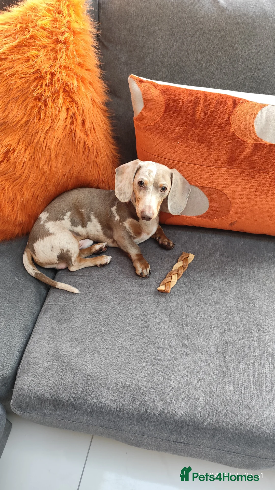 Miniature Dachshund dogs for stud: Mini daushaund smooth haired   - Advert 1