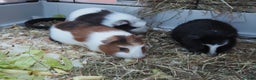 Guinea Pig rodents for sale: 3 Male Guinea Pigs - ready soon - Advert 2