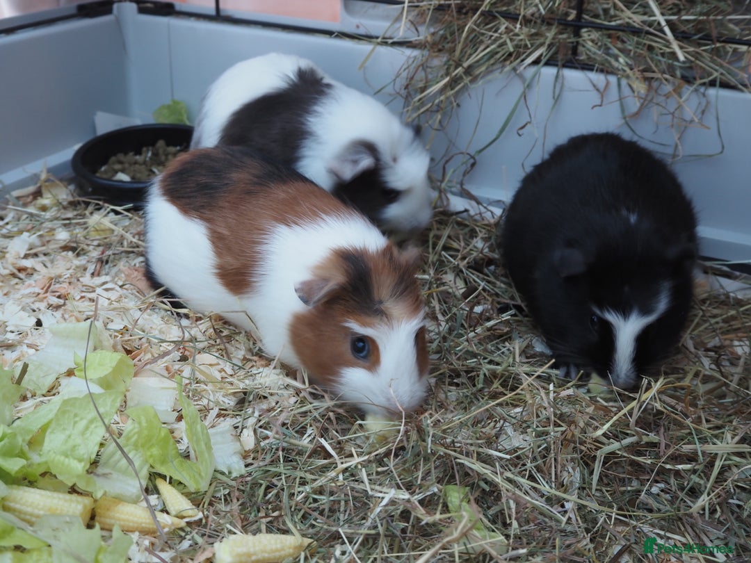 Guinea Pig rodents for sale: 3 Male Guinea Pigs - ready soon - Advert 2