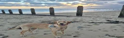Labrador Retriever dogs for sale: Labrador Retriever Rehome - Advert 4