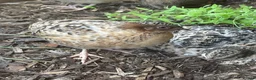Quail poultry for sale: Male quail 5 weeks old - Advert 4