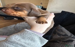 Dachshund dogs for sale: STUNNING dashaunds!!  - Advert 5