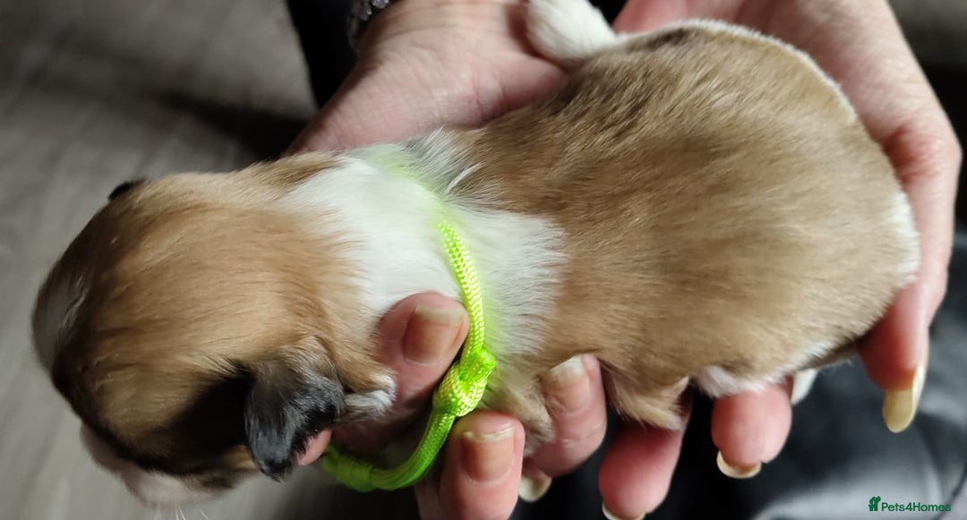 Lhasa Apso dogs for sale: KC REG LHASA APSO PUP(1 left) RED BOY) - Advert 13