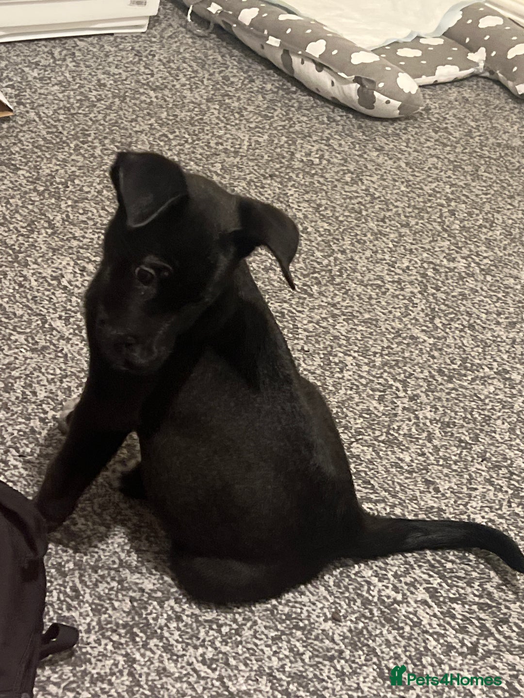 Mixed Breed dogs for sale: Cane corso / Američan akita Beautiful  - Advert 3