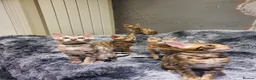 Bengal cats for sale: 🐆🐆Beautiful Pedigree Bengal Kittens🐆🐆  - Advert 25