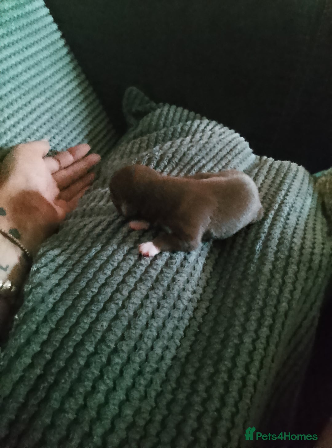 Chihuahua dogs for sale: Puppies for sale  - Image 3