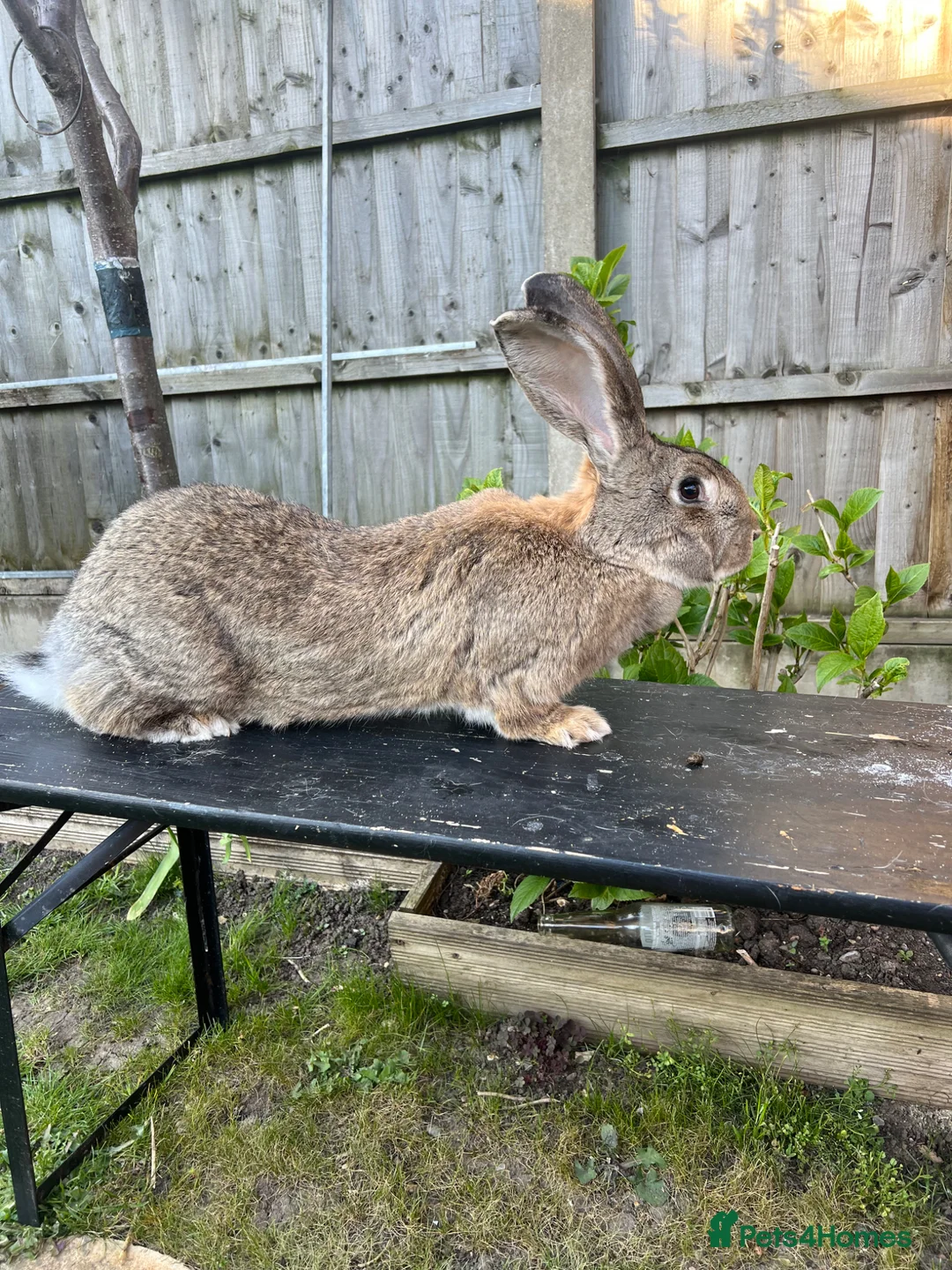 Continental Giant rabbits for sale: Continental giant rabbit - Advert 2