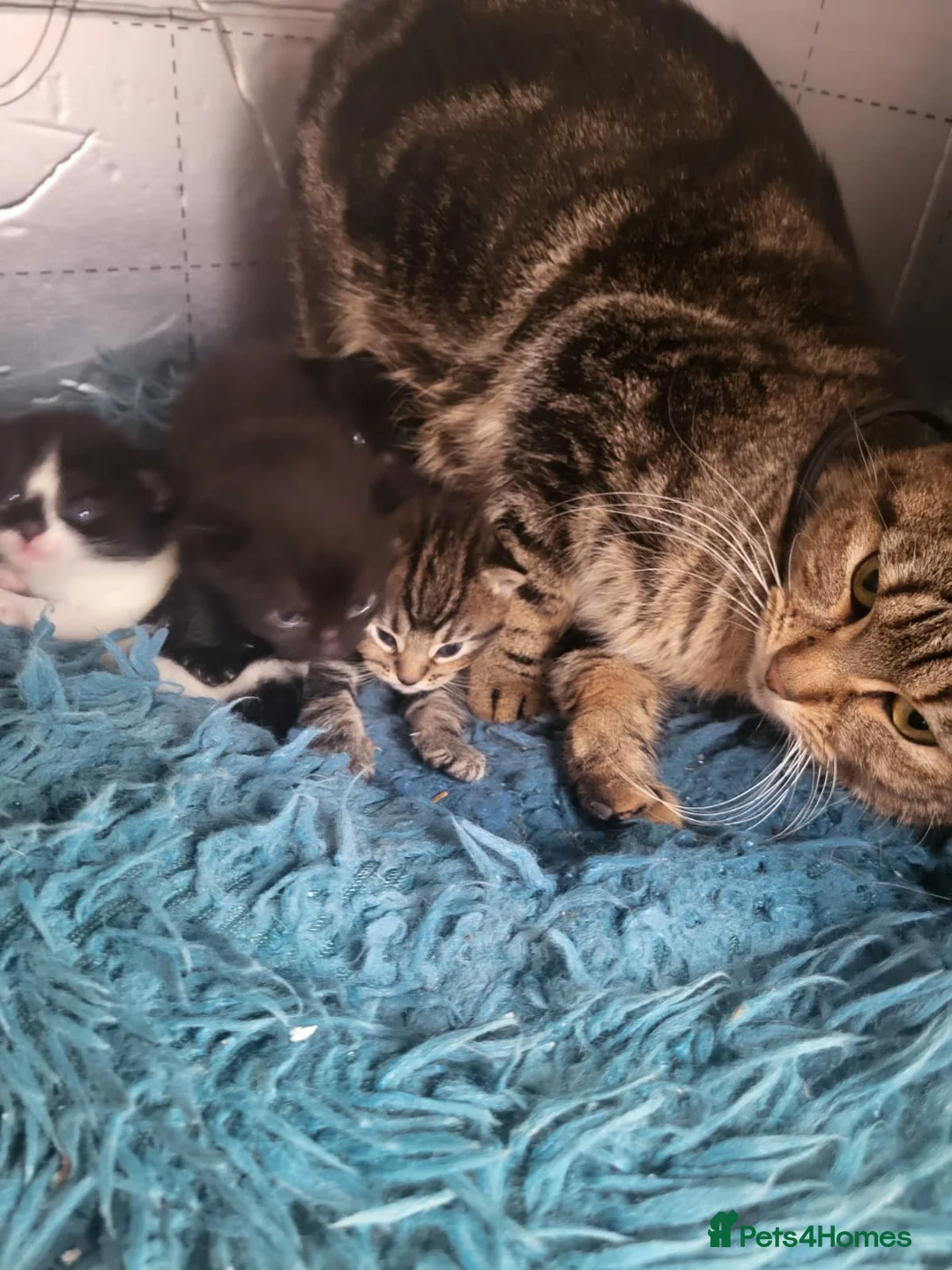 Mixed Breed cats for sale: Black kitten for sale male - Advert 6