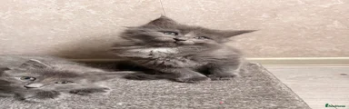 Ragcoon 1