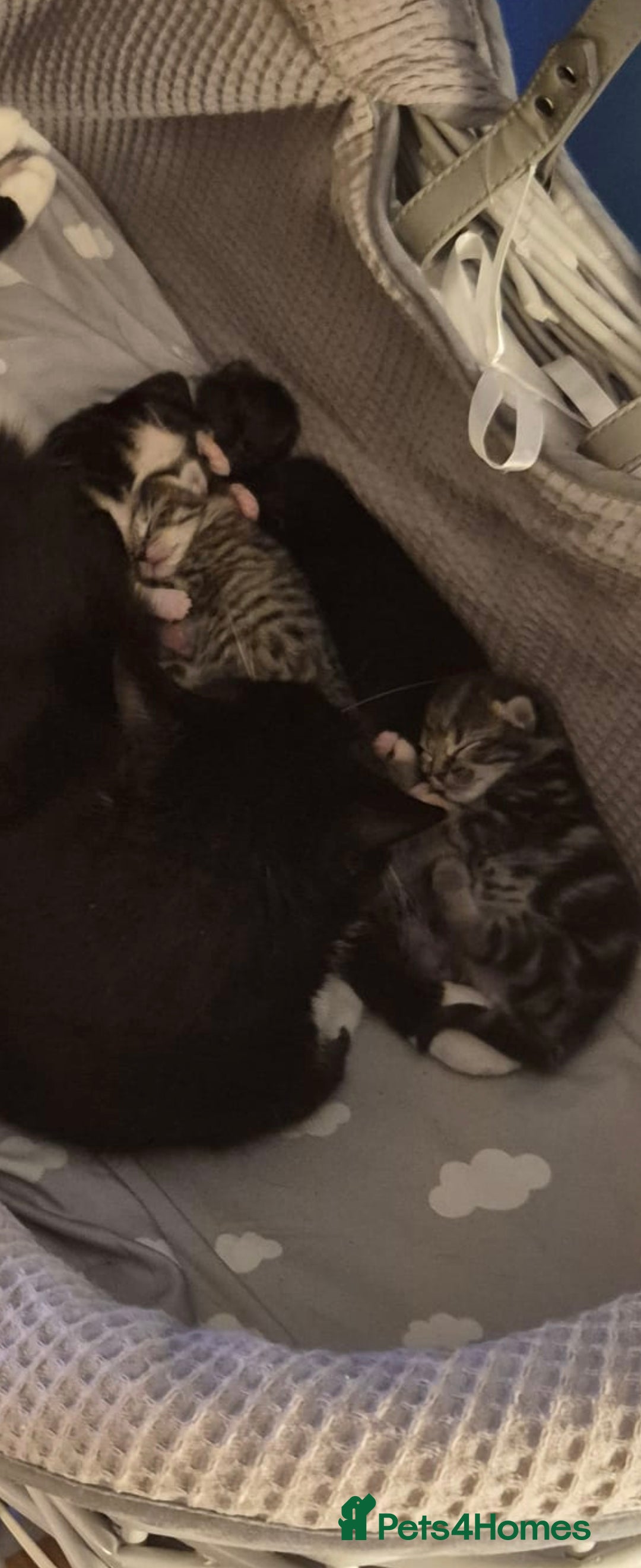 Mixed Breed cats for sale: Beautiful kittens, I have both parents  - Advert 4