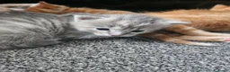 Mixed Breed cats for sale: Beautiful tabby cross kittens for sale  - Advert 6