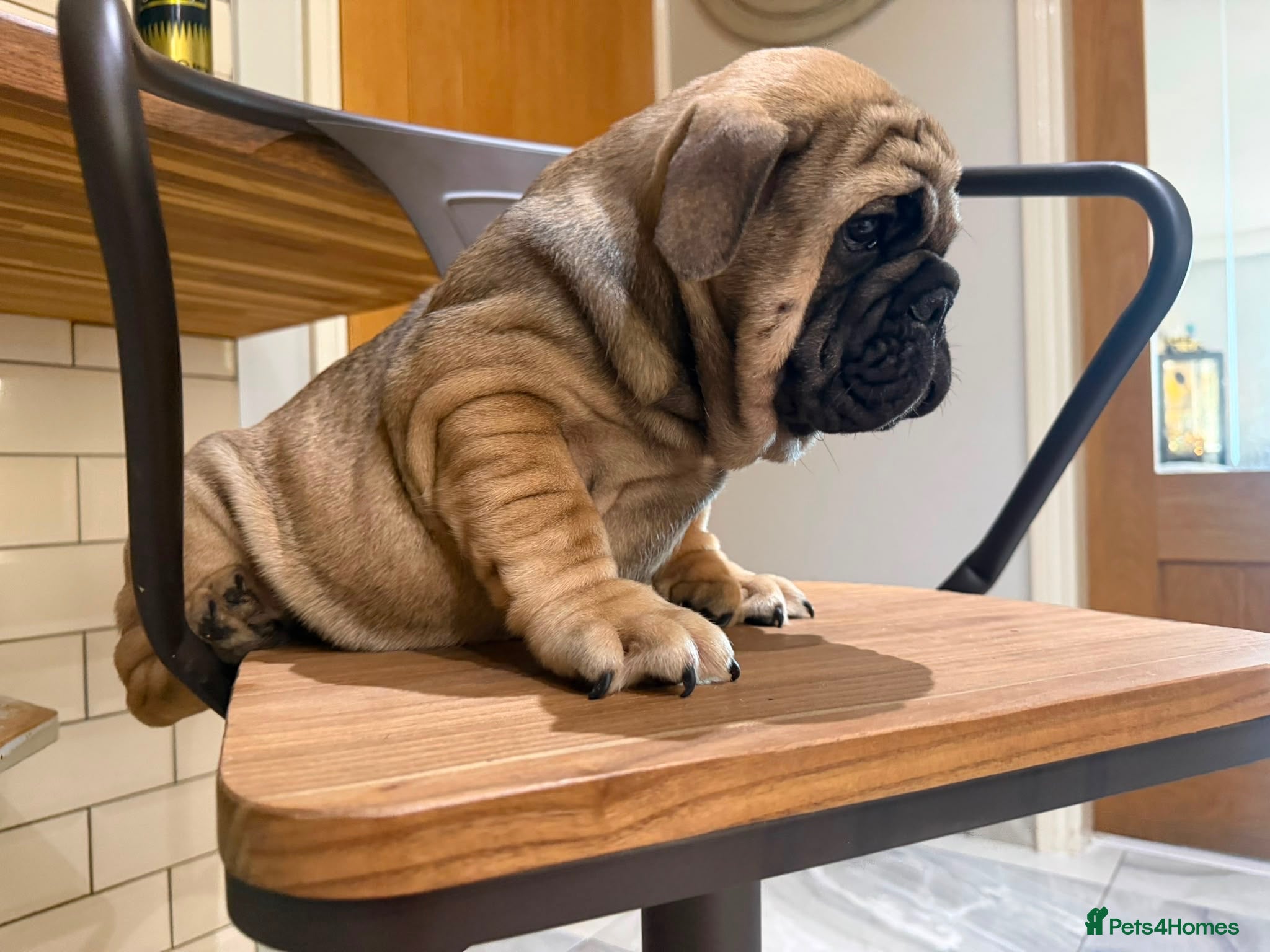 English Bulldog dogs Reduced English bulldogs - Advert 2